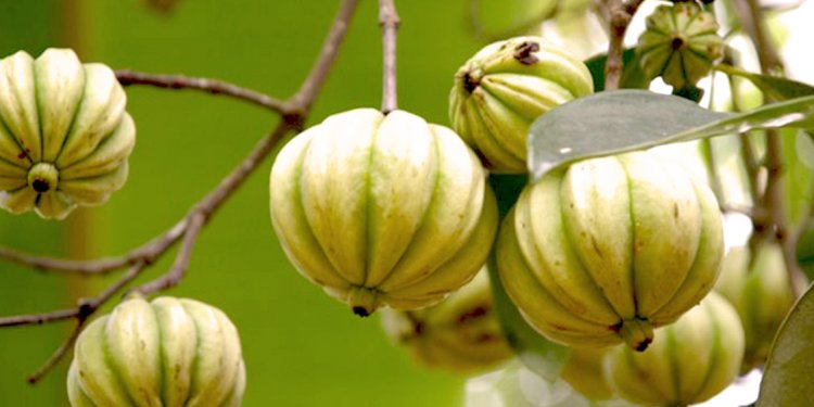 Garcinia Cambogia – czym jest garcynia kambodżańska? Garcinia Cambogia
