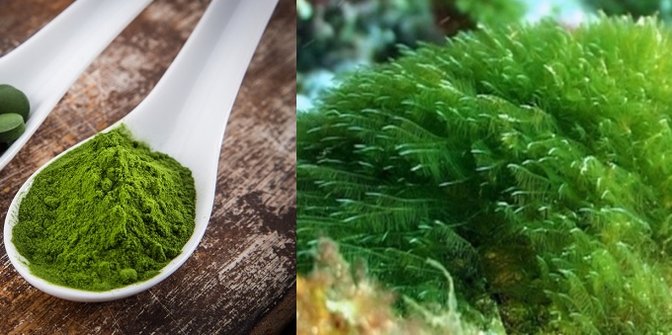 Algi spirulina i chlorella – super glony na zdrowie i odchudzanie spirulina opis