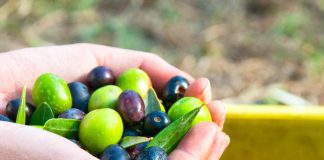 Oliwki – czyli jak dożyć do 100-tki !? oliwki naturalne na zdrowie wartości
