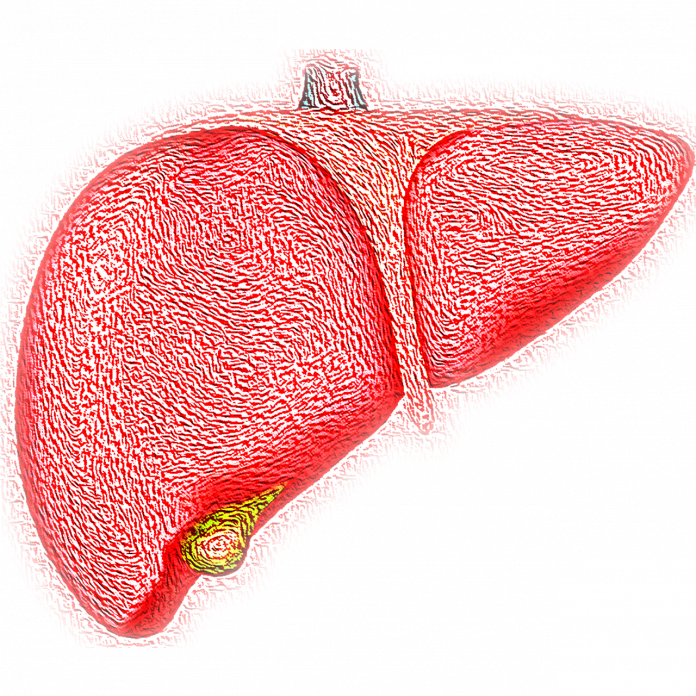 Photo by VSRao liver, hepatic, organ
