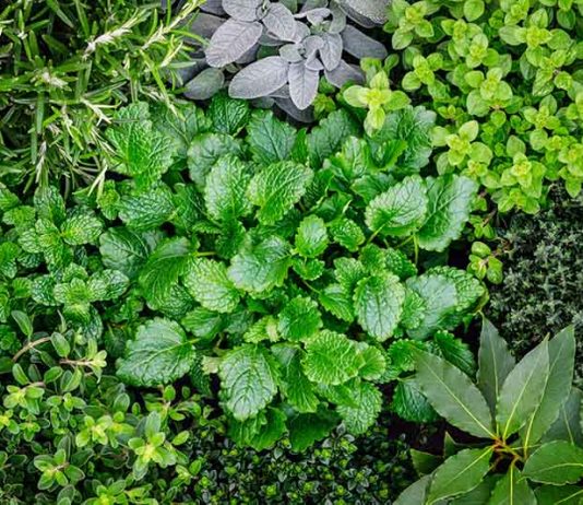 Zioła doskonałym lekiem na rozmaite dolegliwości jakie zioła leczą choroby bół itp