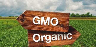 GMO – czy jest się czego bać? GMO ŻYWNOŚĆ ZDROWA