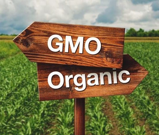 GMO – czy jest się czego bać? GMO ŻYWNOŚĆ ZDROWA