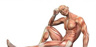 5 mitów – budowanie masy mięśniowej mięśnie budowa sylwetki zdrowej