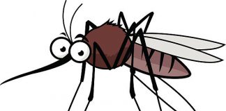 Komary – zmora lata – jak się skutecznie chronić? złe komary kąsają - co robić?