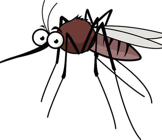 Komary – zmora lata – jak się skutecznie chronić? złe komary kąsają - co robić?