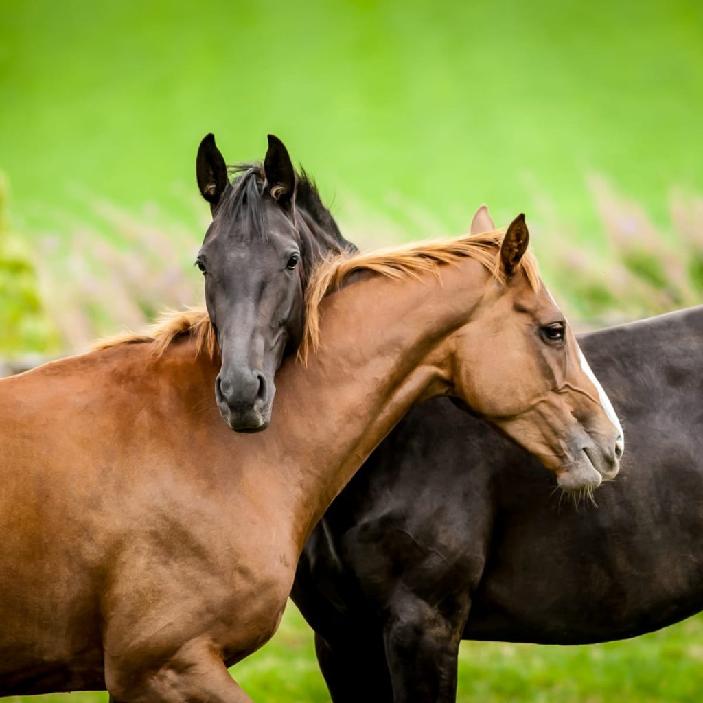 leczenie z koniem