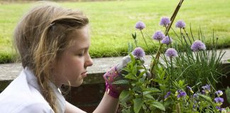 Czystek dla dzieci – czy można podawać ziele czystka dziecku? ziele czystka dla mojego dziecka zdrowe choroba