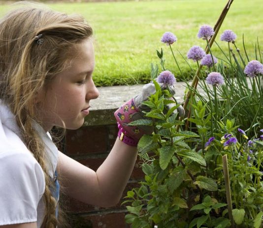 Czystek dla dzieci – czy można podawać ziele czystka dziecku? ziele czystka dla mojego dziecka zdrowe choroba