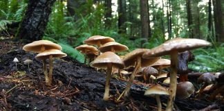 Uwaga na zatrucia grzybami! Co robić w przypadku zatrucia? grzyby w lesie - zbieraj ostrożnie