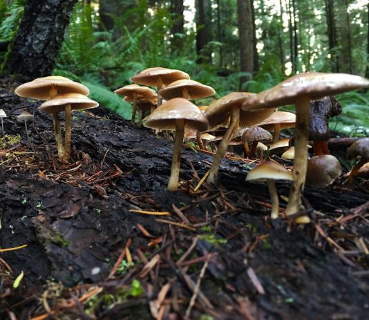 Uwaga na zatrucia grzybami! Co robić w przypadku zatrucia? grzyby w lesie - zbieraj ostrożnie