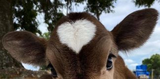 Białka zwierzęce i przetwory mleczne zakwaszają organizm – zrozum to w końcu! niezdrowe szkodliwe mięso