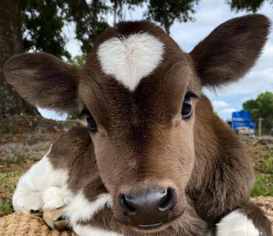Białka zwierzęce i przetwory mleczne zakwaszają organizm – zrozum to w końcu! niezdrowe szkodliwe mięso