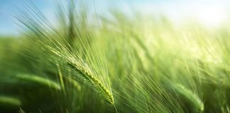 Młody zielony jęczmień – czy naprawdę działa? młody zielony jęczmień