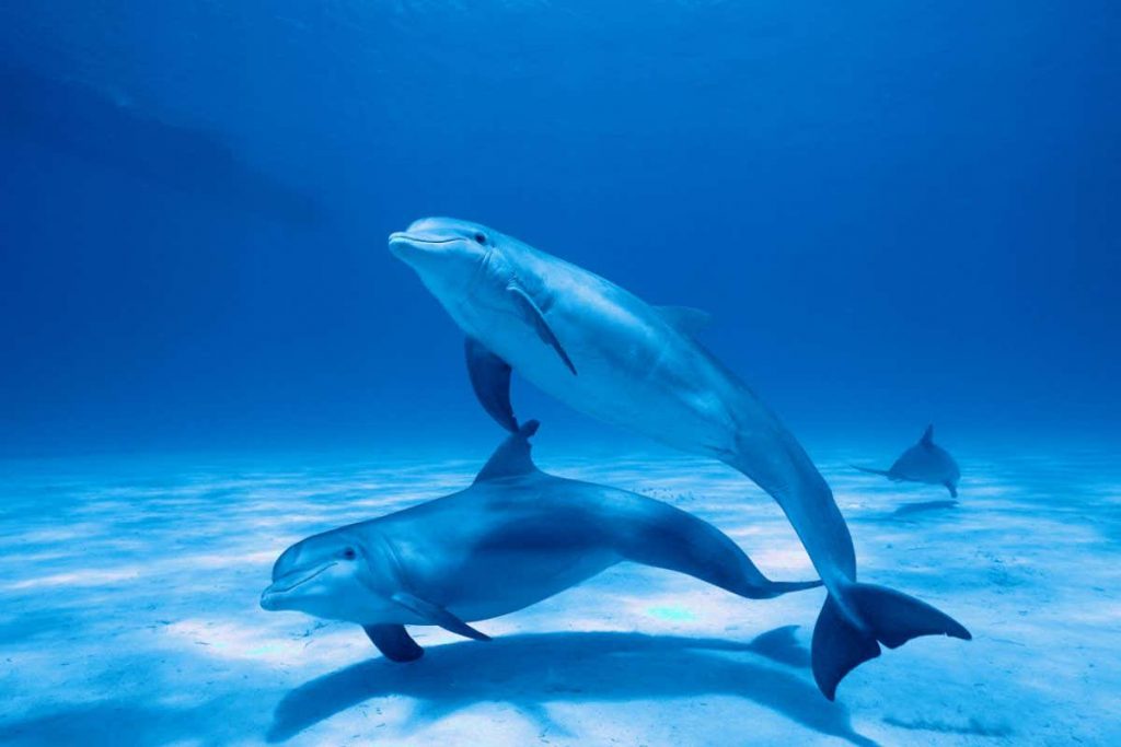 delfiny uzdrawianie