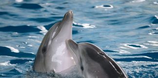 Uzdrawiający dotyk delfinów delfiny leczą choroby