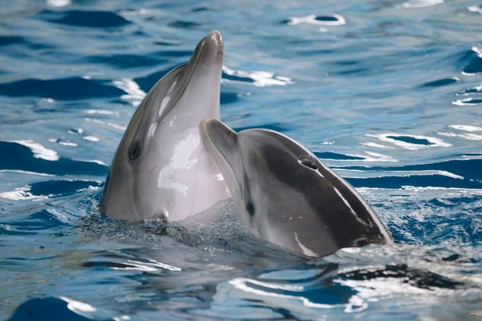delfiny leczą choroby