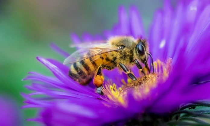 pszczoły na zdrowie