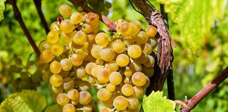 Winogrona mogą rosnąć w całej Polsce! Jak je uprawiać? winorośl - zdrowe drzewo i roślina