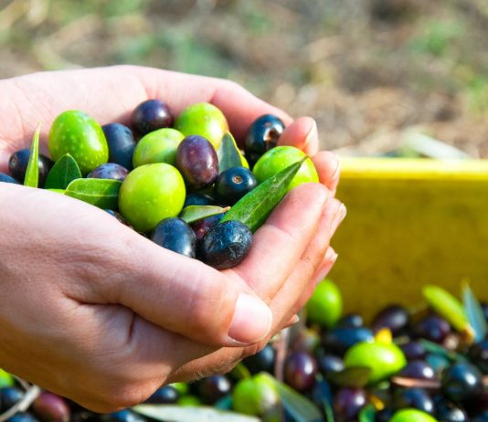 Oliwki – czyli jak dożyć do 100-tki !? oliwki naturalne na zdrowie wartości