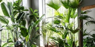 Rośliny na zdrowie – jakie rośliny oczyszczają powietrze w domu najskuteczniej? piękne rośliny na zdrowie