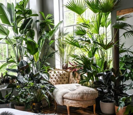 Rośliny na zdrowie – jakie rośliny oczyszczają powietrze w domu najskuteczniej? piękne rośliny na zdrowie