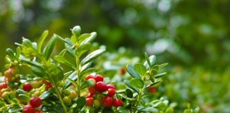 Właściwości lecznicze żurawiny – dlaczego warto zadbać o jej zapas w kuchni? właściwości żurawiny i czy jest zdrowa