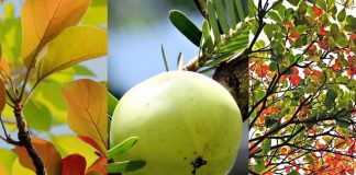 Z czego składa się Triphala? Podstawowe działanie Triphali Triphala na trawienie przeczyszczenie gorzka