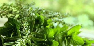 Jak wybrać i jak korzystać z waporyzatora? Waporyzacja ziół ziola wapo