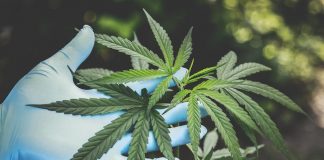 Gdzie hoduje się konopie? konopia hodowla