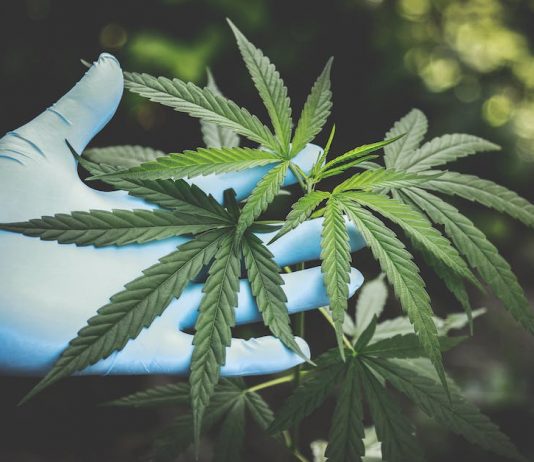 Gdzie hoduje się konopie? konopia hodowla