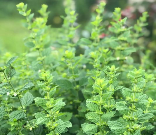 Melisa lekarska i jej łatwa uprawa – dobroczynne zioło dla zdrowia melisa w ogrodzie