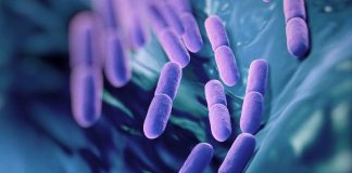 Mikroflora jelitowa człowieka – pokochaj swoje bakterie! mikroflora człowieka