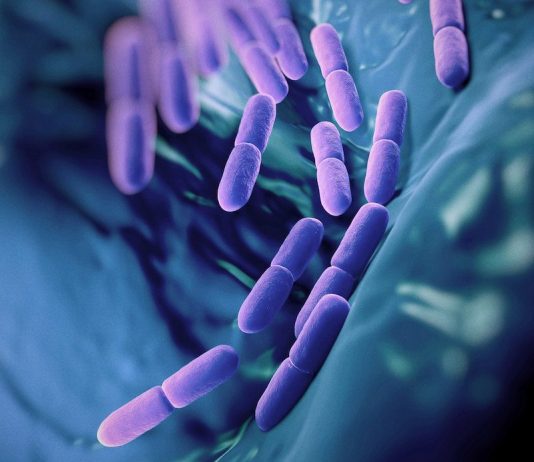 Mikroflora jelitowa człowieka – pokochaj swoje bakterie! mikroflora człowieka