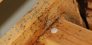 Pluskwa domowa – co warto wiedzieć o tym pasożycie? pluskwa domowa co robić