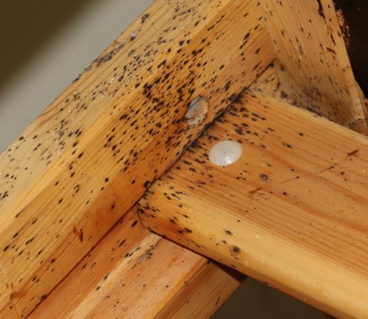 Pluskwa domowa – co warto wiedzieć o tym pasożycie? pluskwa domowa co robić