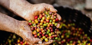 Od czego zależy wysoka jakość kawy? dobra kawa