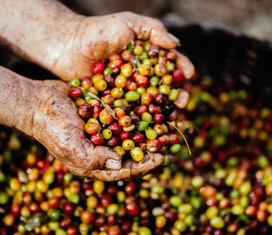 Od czego zależy wysoka jakość kawy? dobra kawa