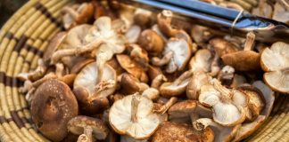 Czy warto jeść grzyby? – właściwości zdrowotne grzybów grzyby pyszne do jedzenia