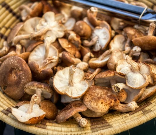 Czy warto jeść grzyby? – właściwości zdrowotne grzybów grzyby pyszne do jedzenia