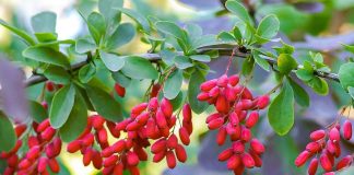 Berberyna – cenne właściwości pochodzące z natury berberyna naturalna