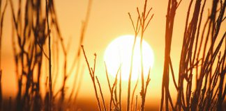 Naturalna ochrona przed słońcem – co zamiast kremu z filtrem? ochrona przed słońcem, kremy