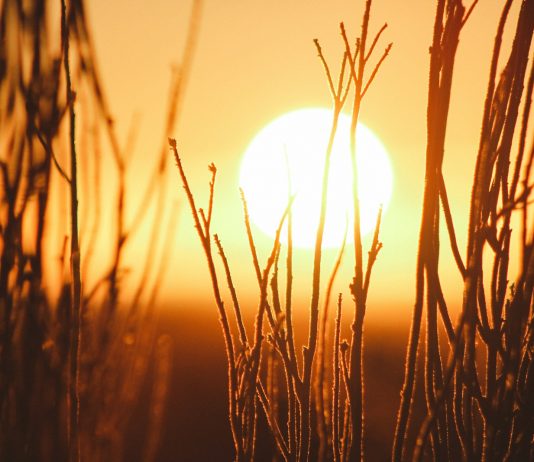 Naturalna ochrona przed słońcem – co zamiast kremu z filtrem? ochrona przed słońcem, kremy
