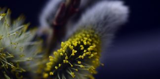 Testy skórne alergologiczne – bezpieczna droga do rozpoznania uczuleń alergia skórna