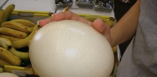 Jajo strusie – egzotyczny superfood – idealne na diecie keto jajo strusie do jedzenia