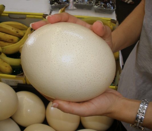 Jajo strusie – egzotyczny superfood – idealne na diecie keto jajo strusie do jedzenia