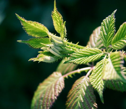 Czy pokrzywa to rzeczywiście antidotum na wiele dolegliwości? zdrowa czy szkodzi pokrzywa