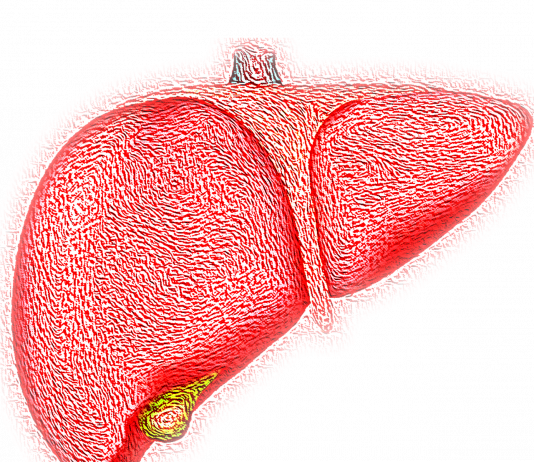 Wątroba – cichy kontroler metabolizmu: poznaj jej podstawowe zadania w organizmie liver, hepatic, organ