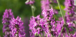 Kardamon – właściwości lecznicze, zastosowanie i skutki uboczne. Poznaj moc tej przyprawy Kardamon wspiera trawienie i łagodzi nudności