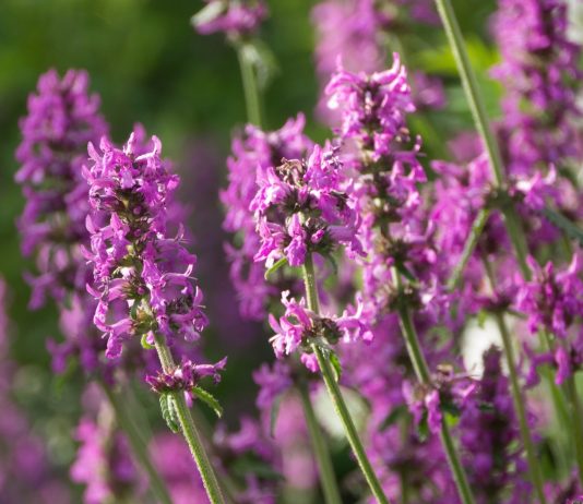 Kardamon – właściwości lecznicze, zastosowanie i skutki uboczne. Poznaj moc tej przyprawy Kardamon wspiera trawienie i łagodzi nudności